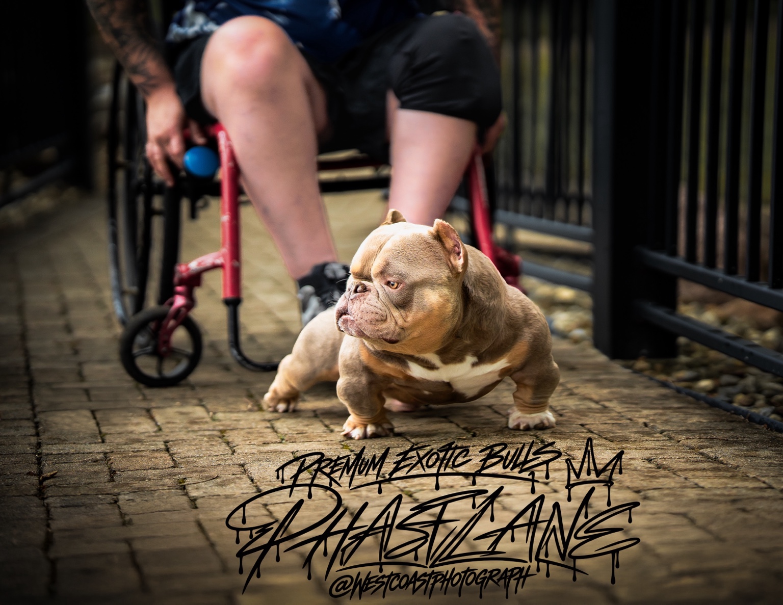 Original photograph of Phastlane with Premium Exotic Bulls lettering